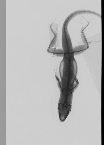 Media type: image;   Herpetology R-100134